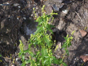 Mercurialis annua